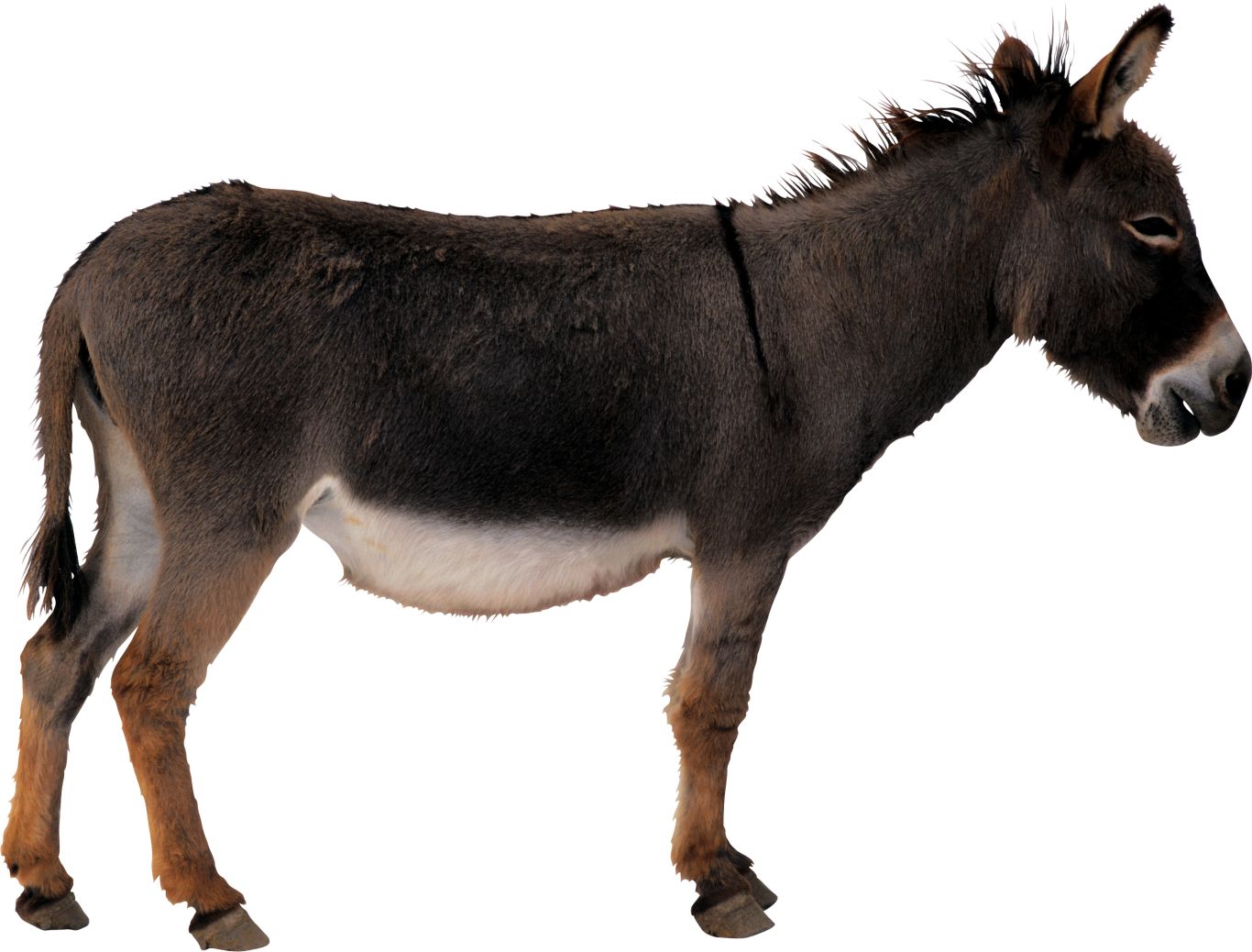 Donkey PNG    图片编号:25010