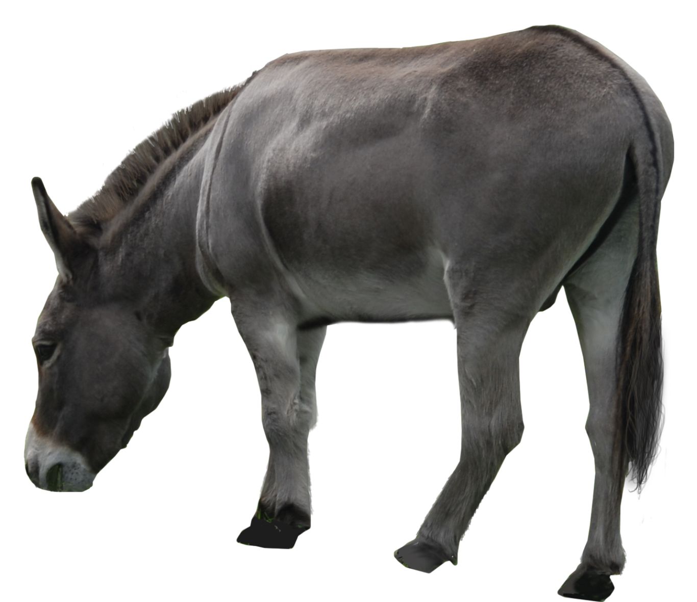 Donkey PNG    图片编号:25048