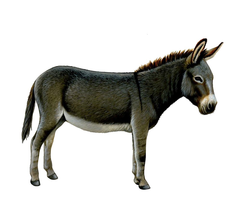 Donkey, ass PNG    图片编号:25050