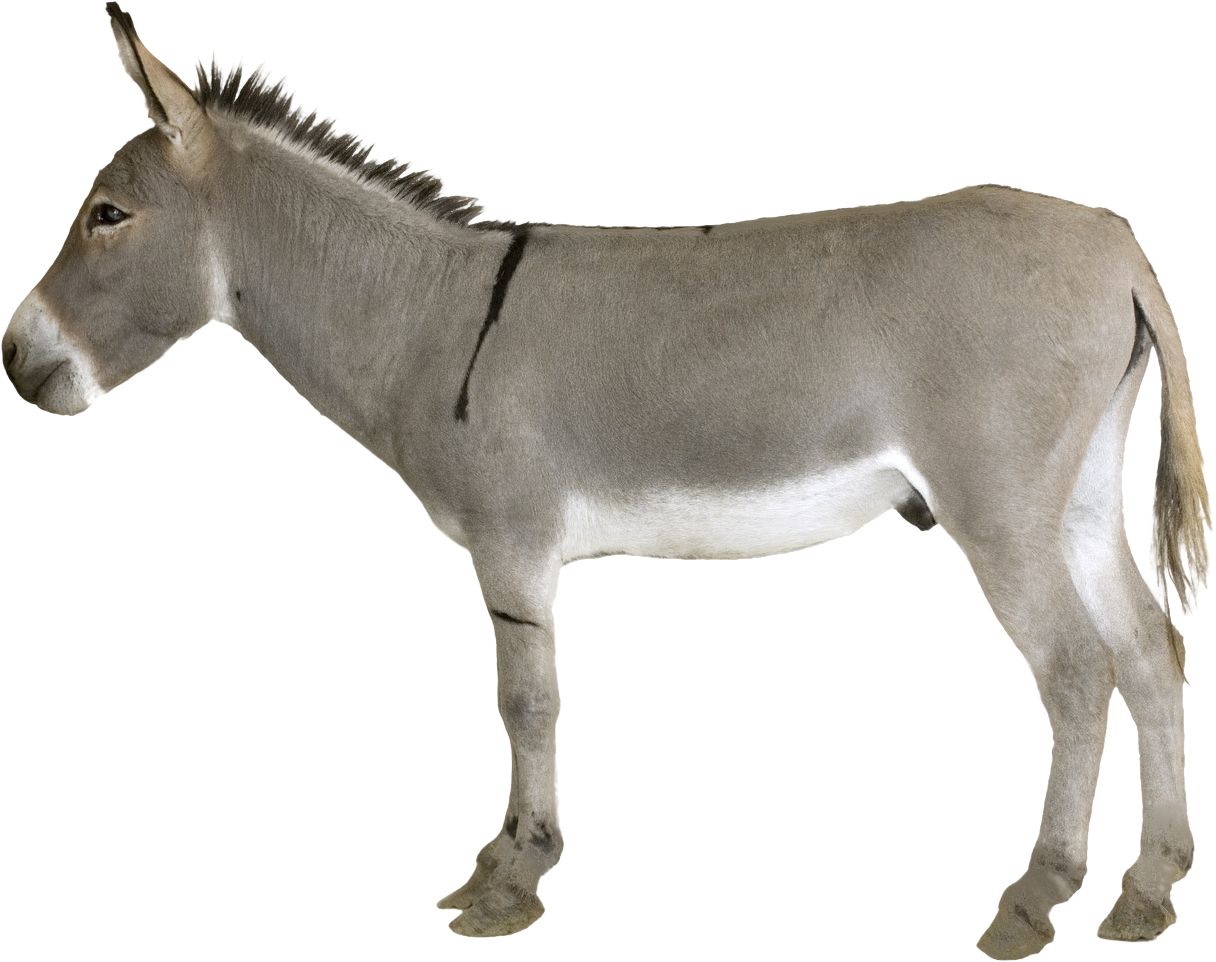 Donkey PNG    图片编号:25051