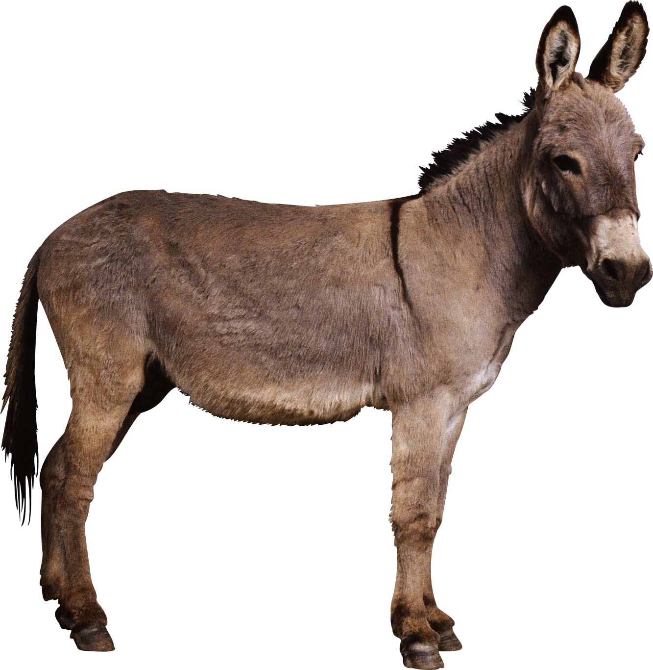 Donkey PNG    图片编号:25011