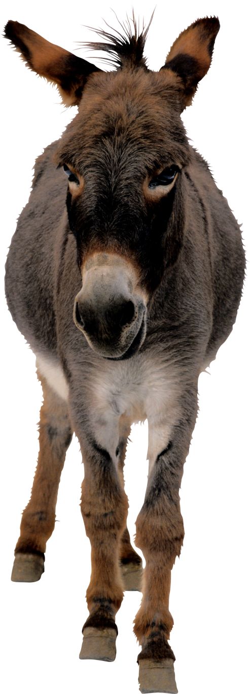 Donkey PNG    图片编号:25012