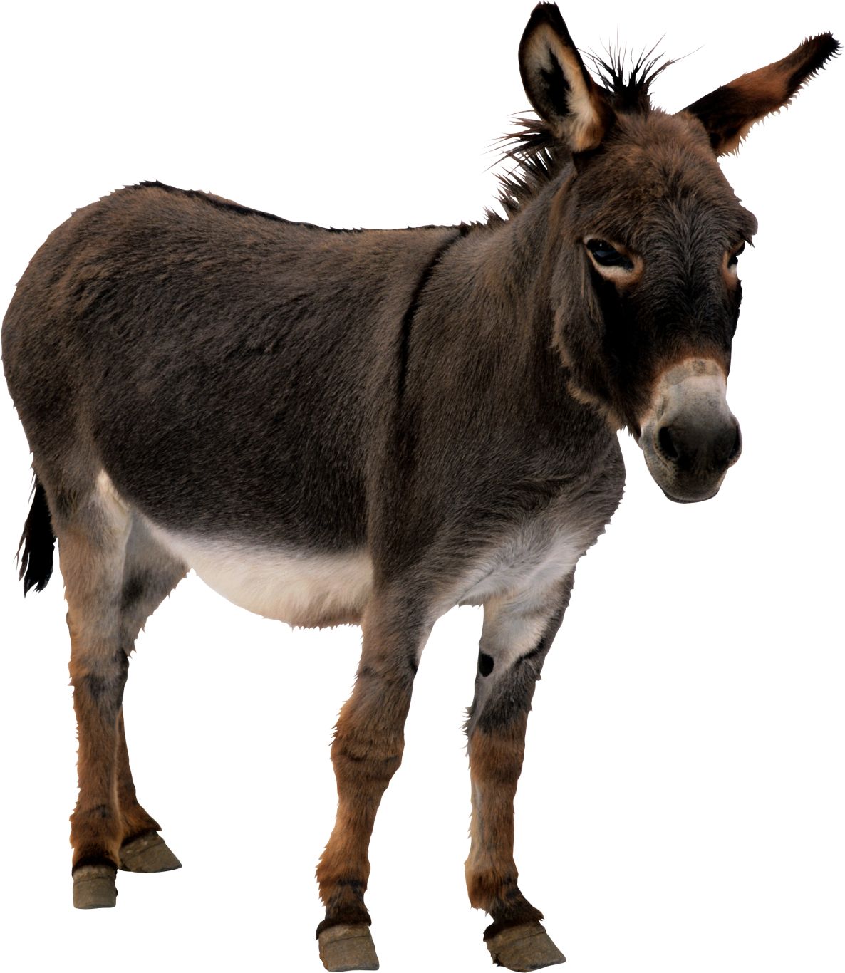 Donkey PNG    图片编号:25013