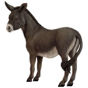 Donkey PNG    图片编号:25015