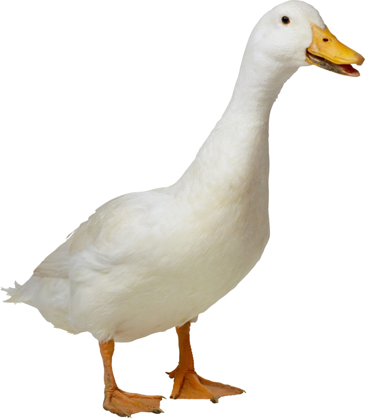 White duck PNG image    图片编号:4998