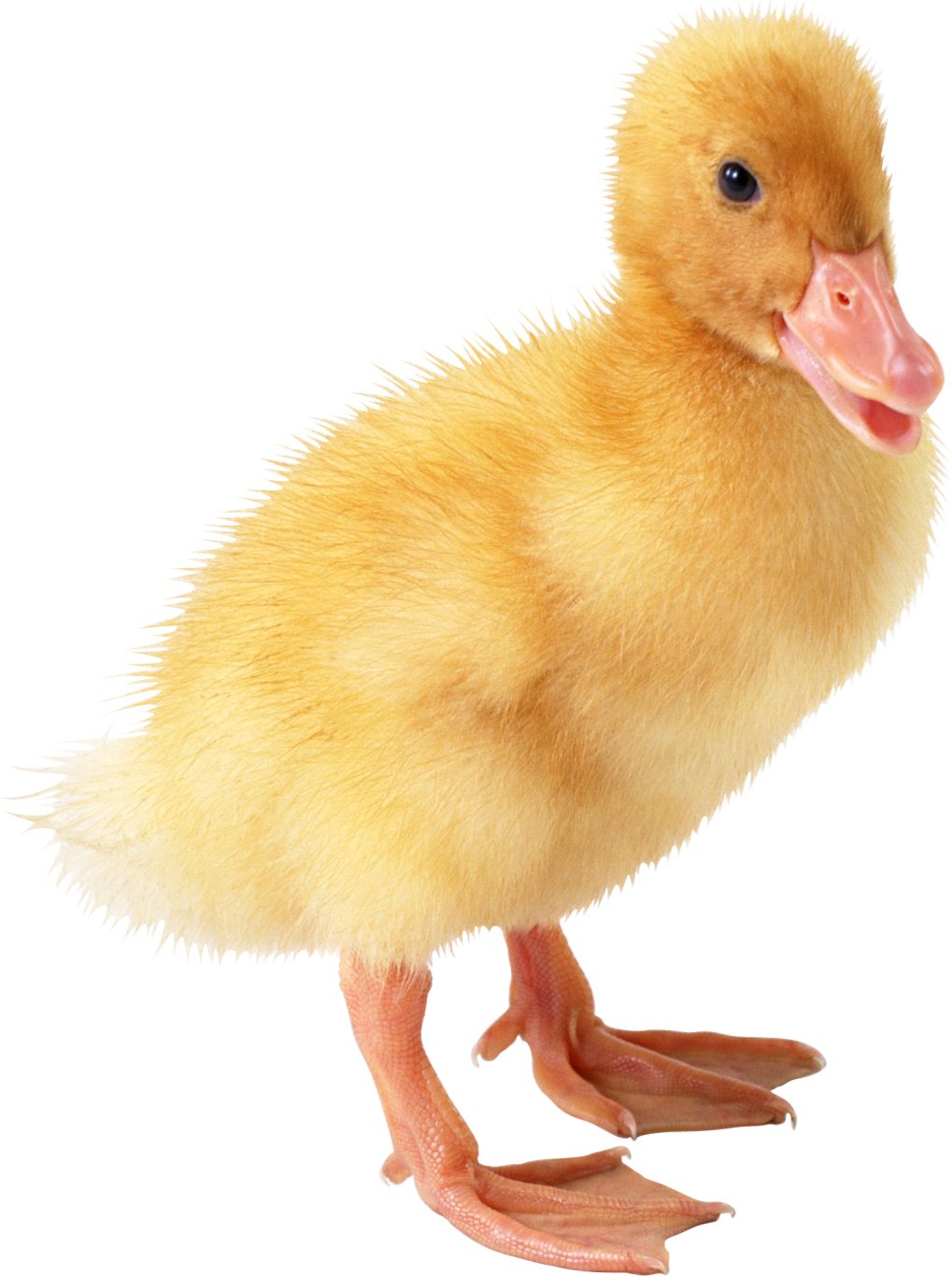Little duck PNG image    图片编号:5001