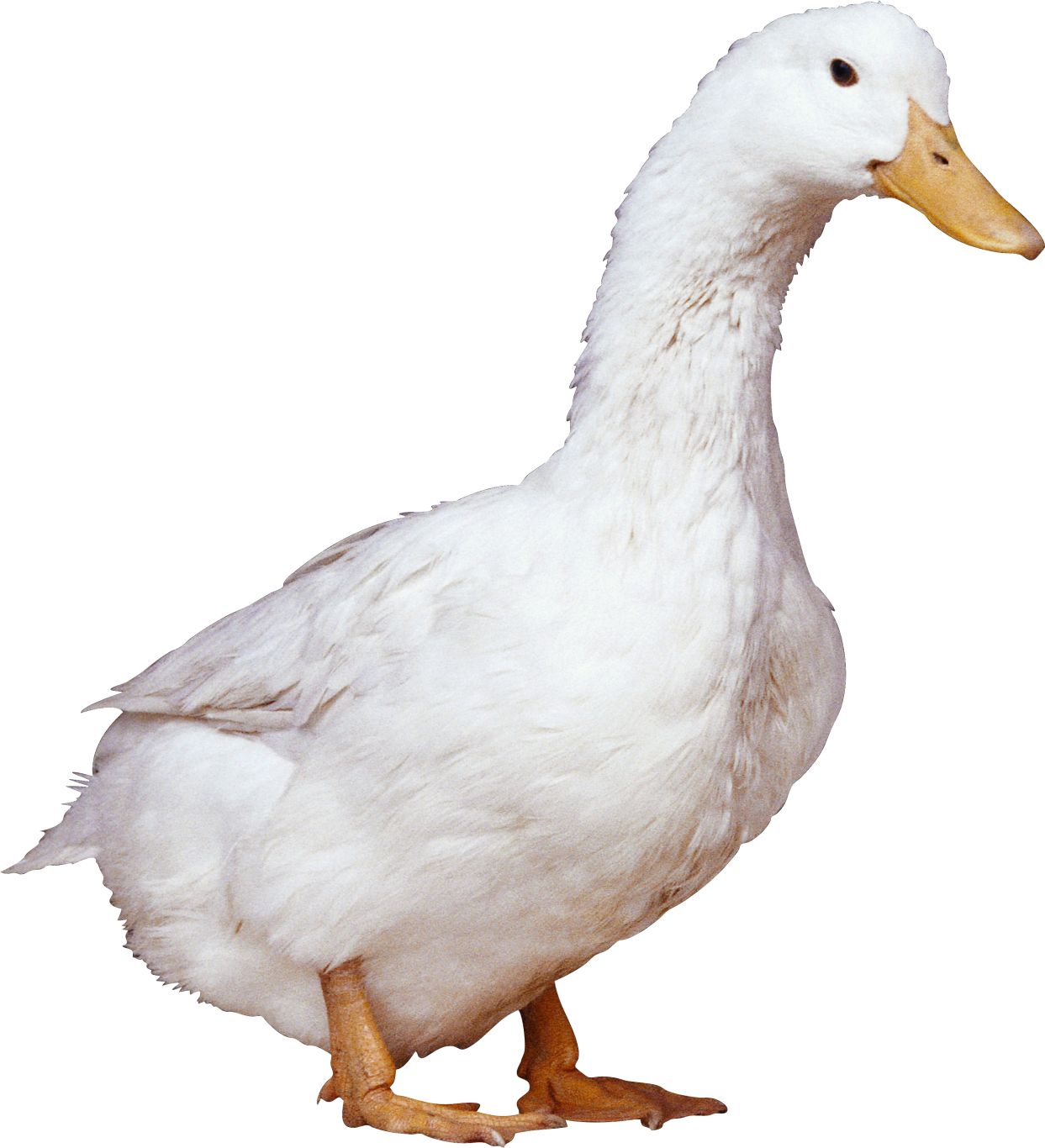 White duck PNG image    图片编号:5003