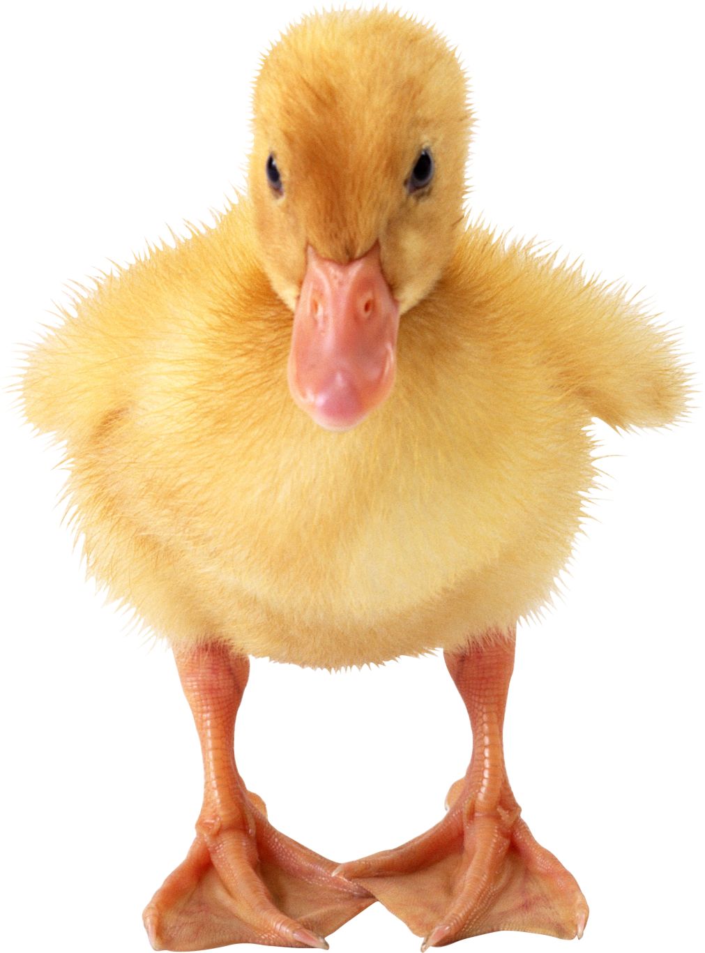 Little duck PNG image    图片编号:5004