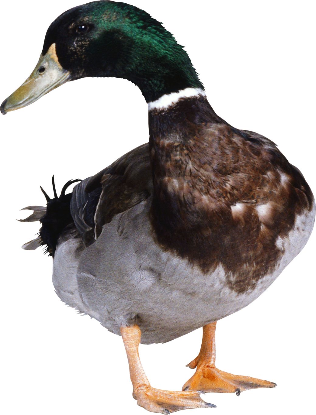 Duck PNG image    图片编号:5005