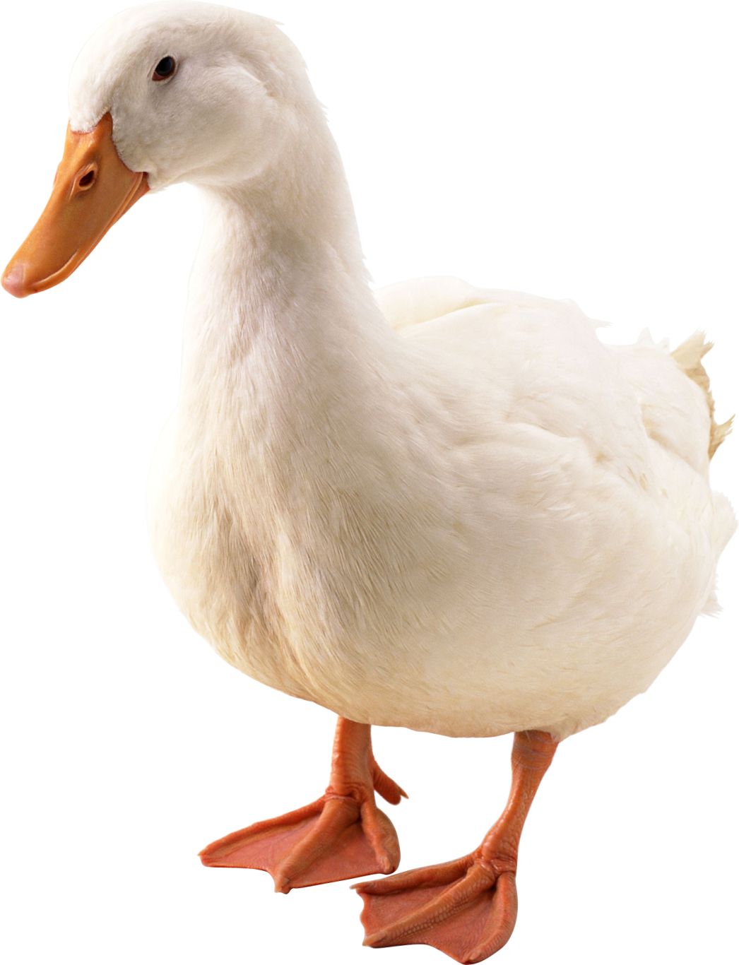 Duck PNG image    图片编号:5006