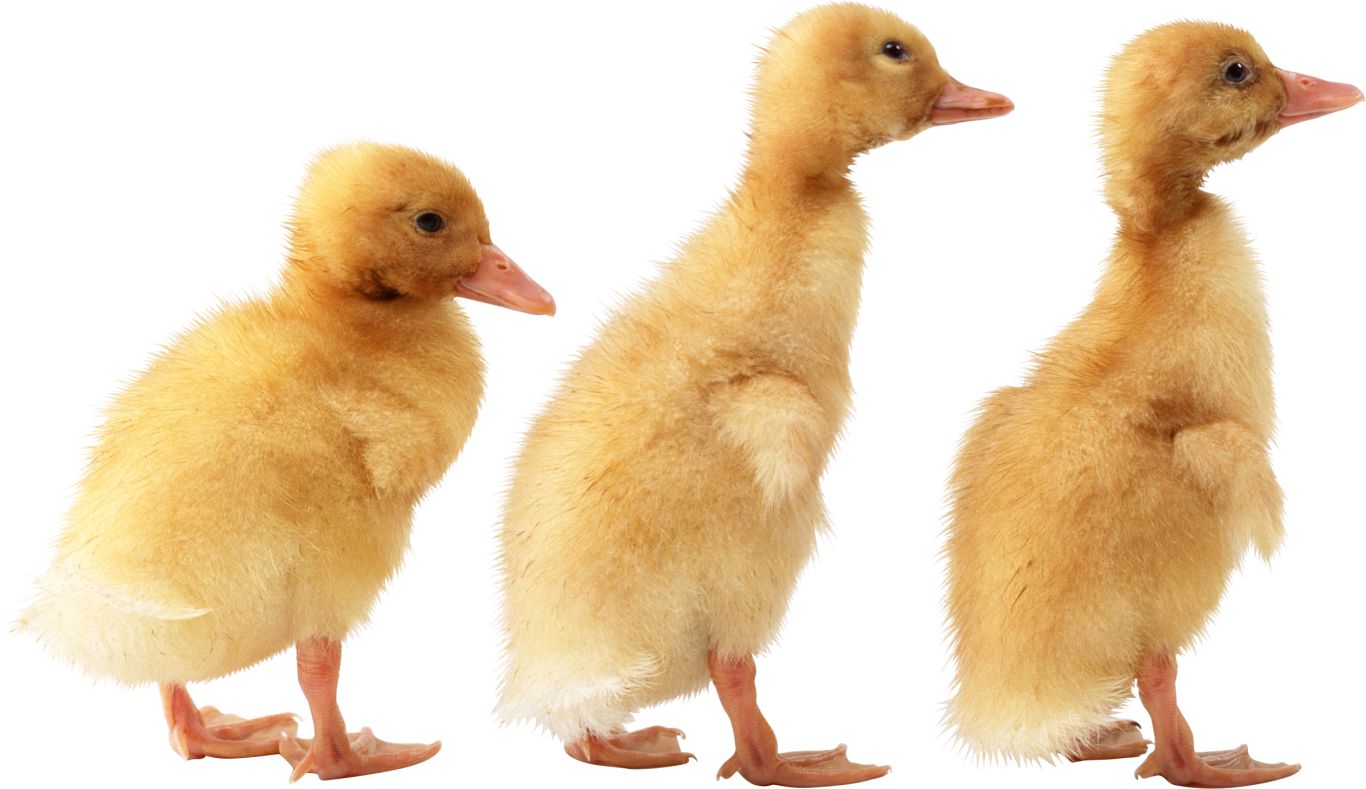 Duck PNG image    图片编号:5007