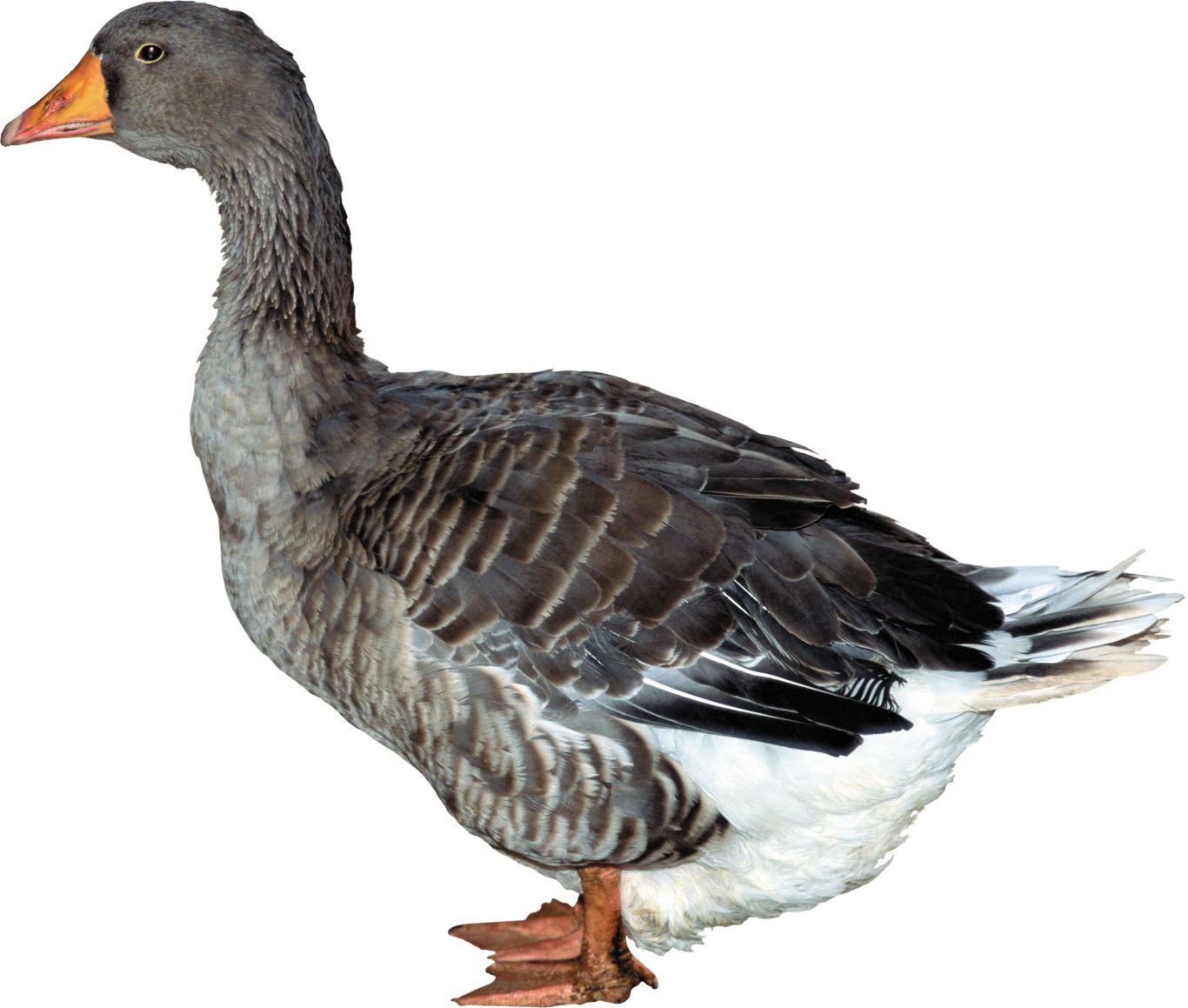 Duck PNG image    图片编号:5008