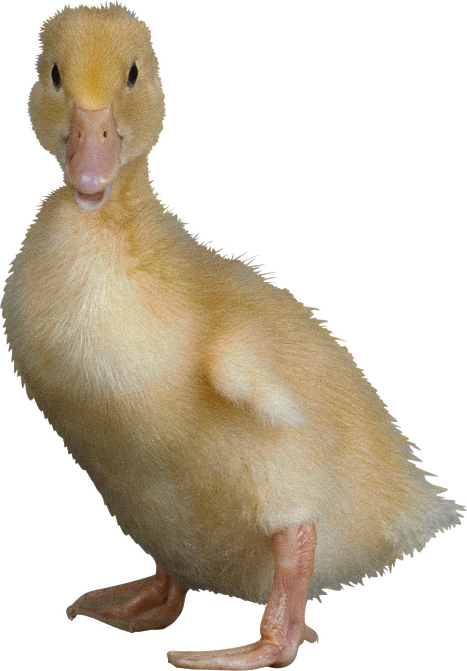 Duck PNG image    图片编号:5009