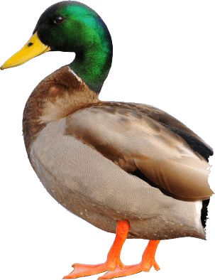 Duck PNG image    图片编号:5010