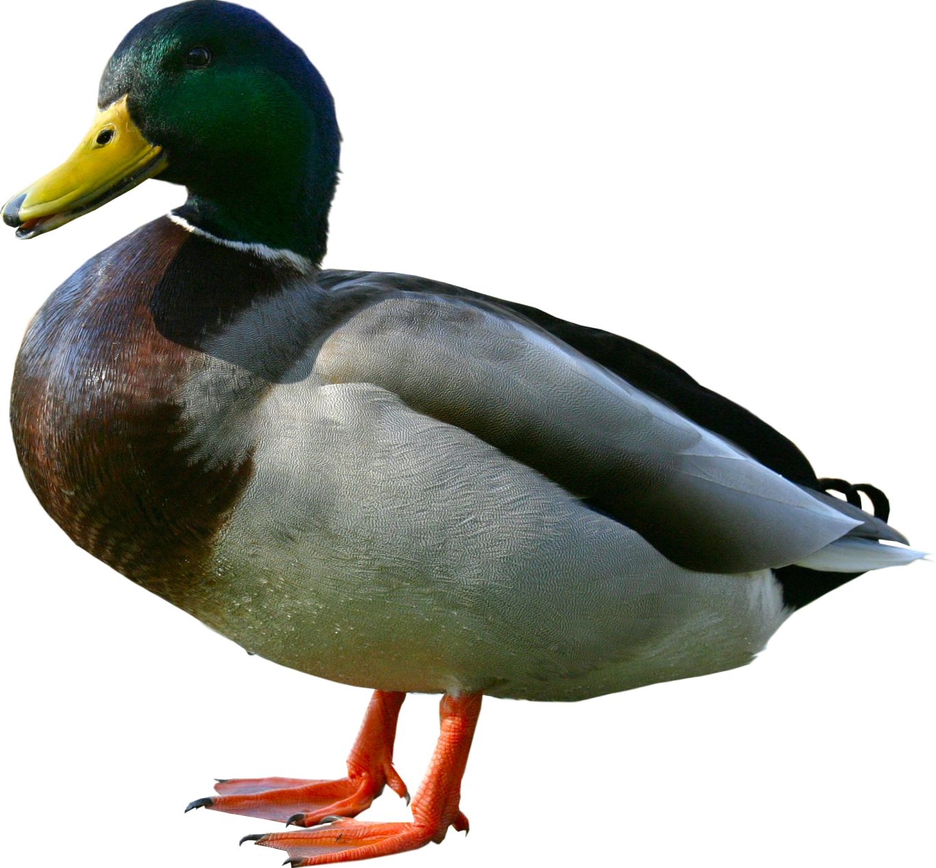 Duck PNG image    图片编号:5011