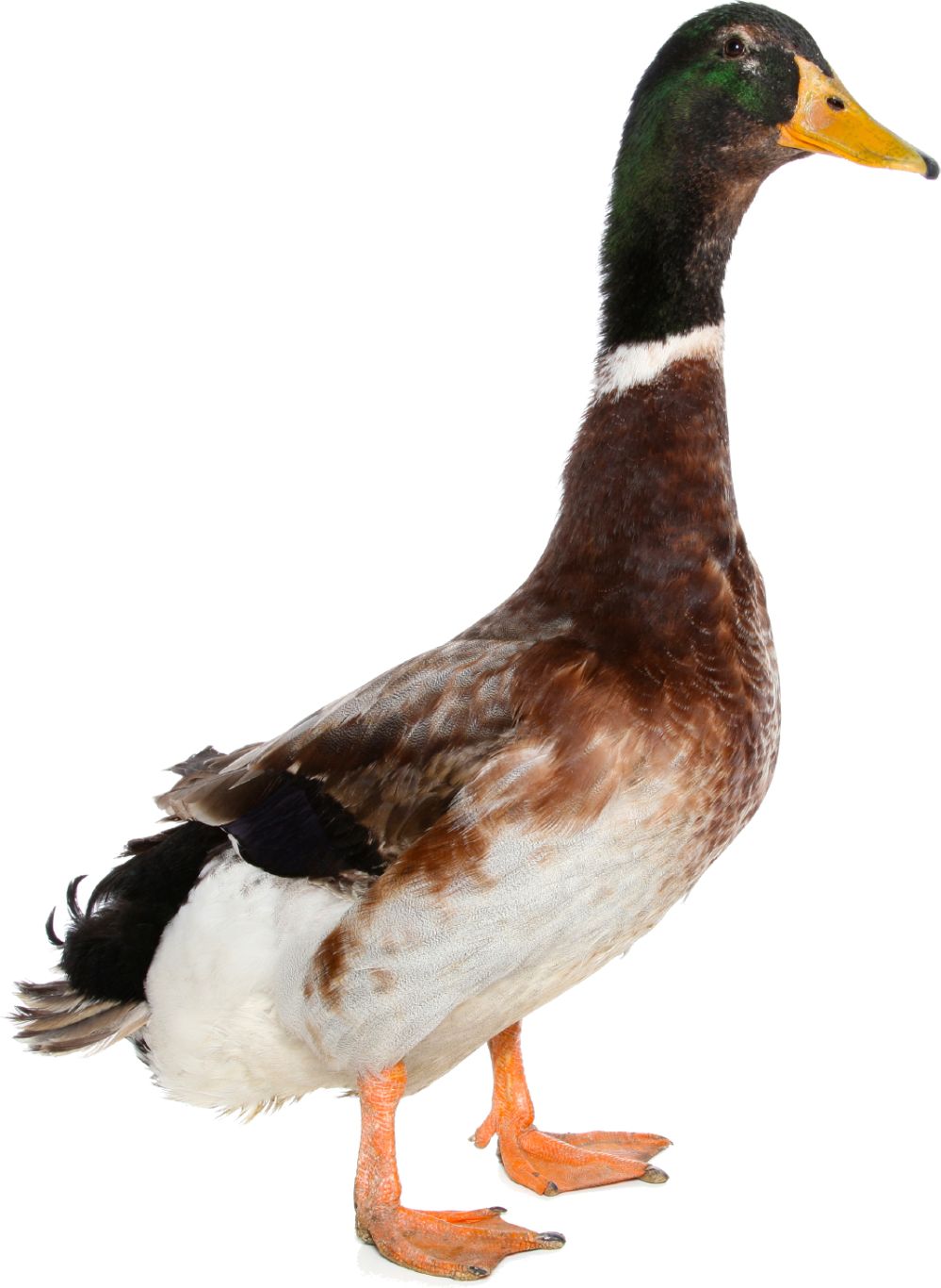 Duck PNG image    图片编号:5012