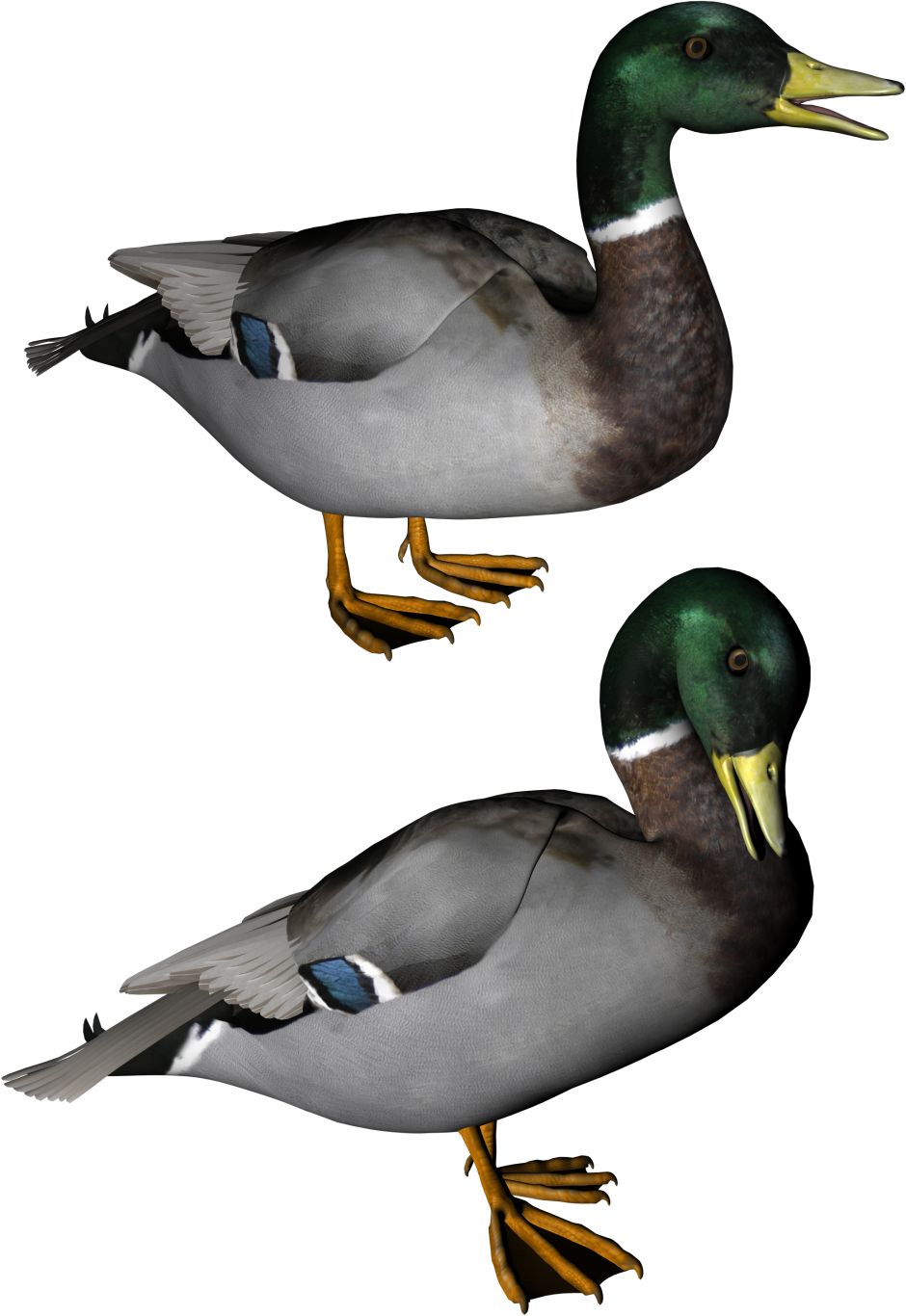 Duck PNG image    图片编号:5014