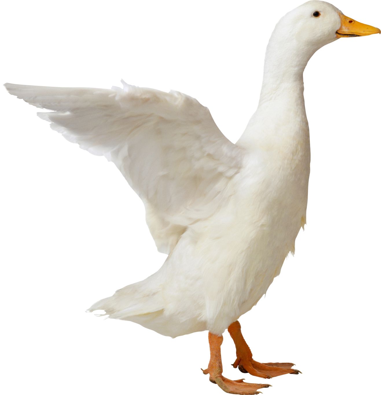 Duck PNG image    图片编号:5016