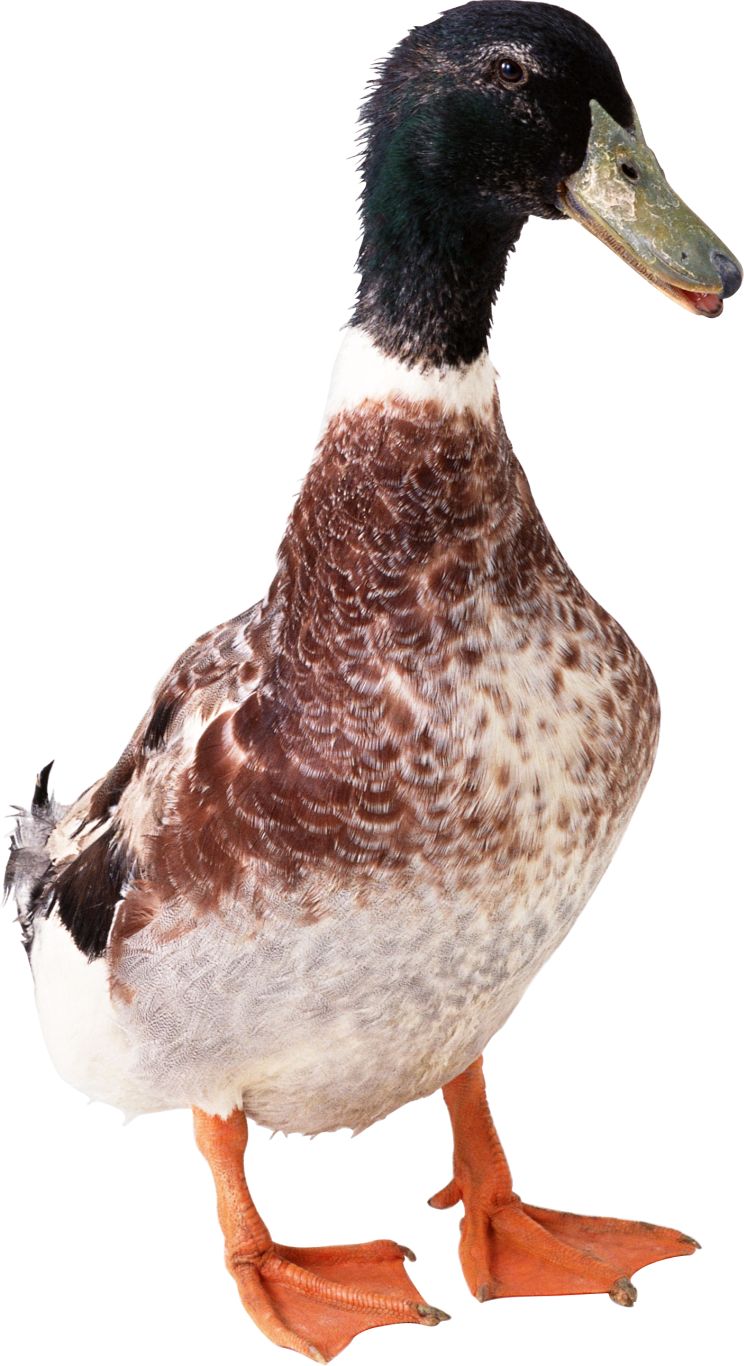 Duck PNG image    图片编号:5017