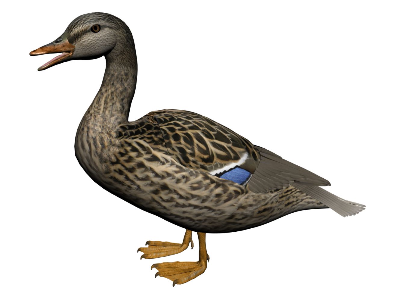Duck PNG image    图片编号:5018