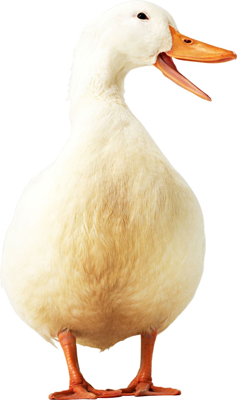Duck PNG image    图片编号:5019