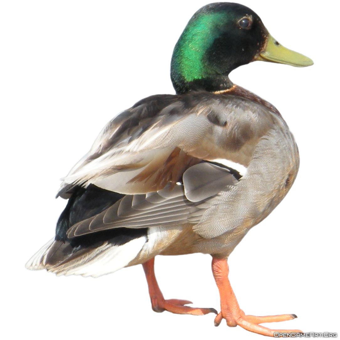 Duck PNG image    图片编号:5022