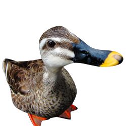 Duck PNG image    图片编号:5023