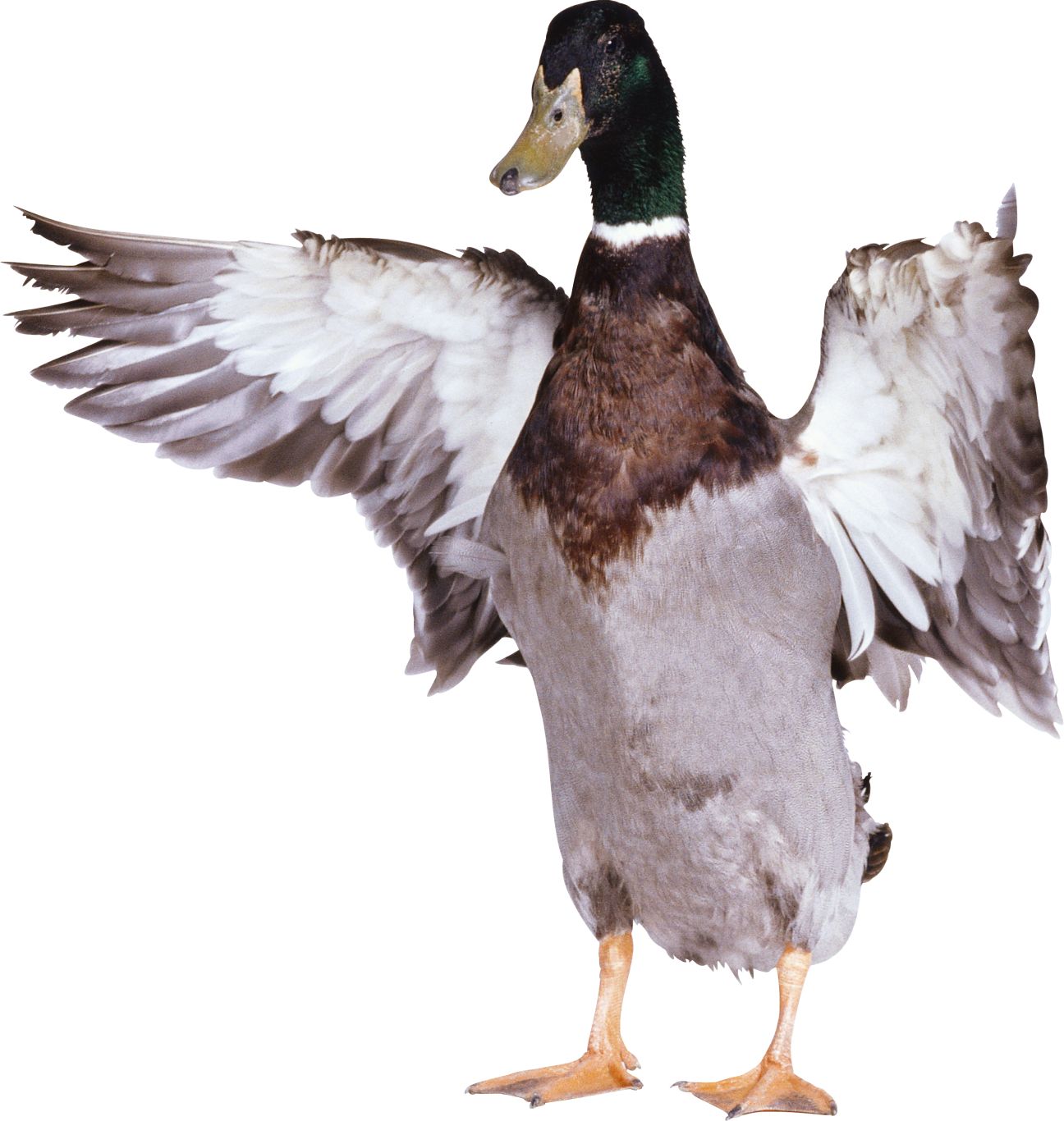 Duck PNG image    图片编号:5024