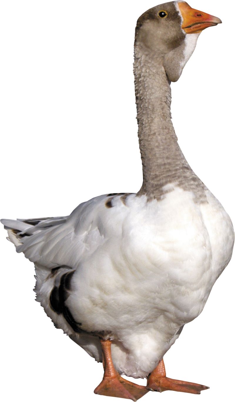 Goose PNG image    图片编号:5025
