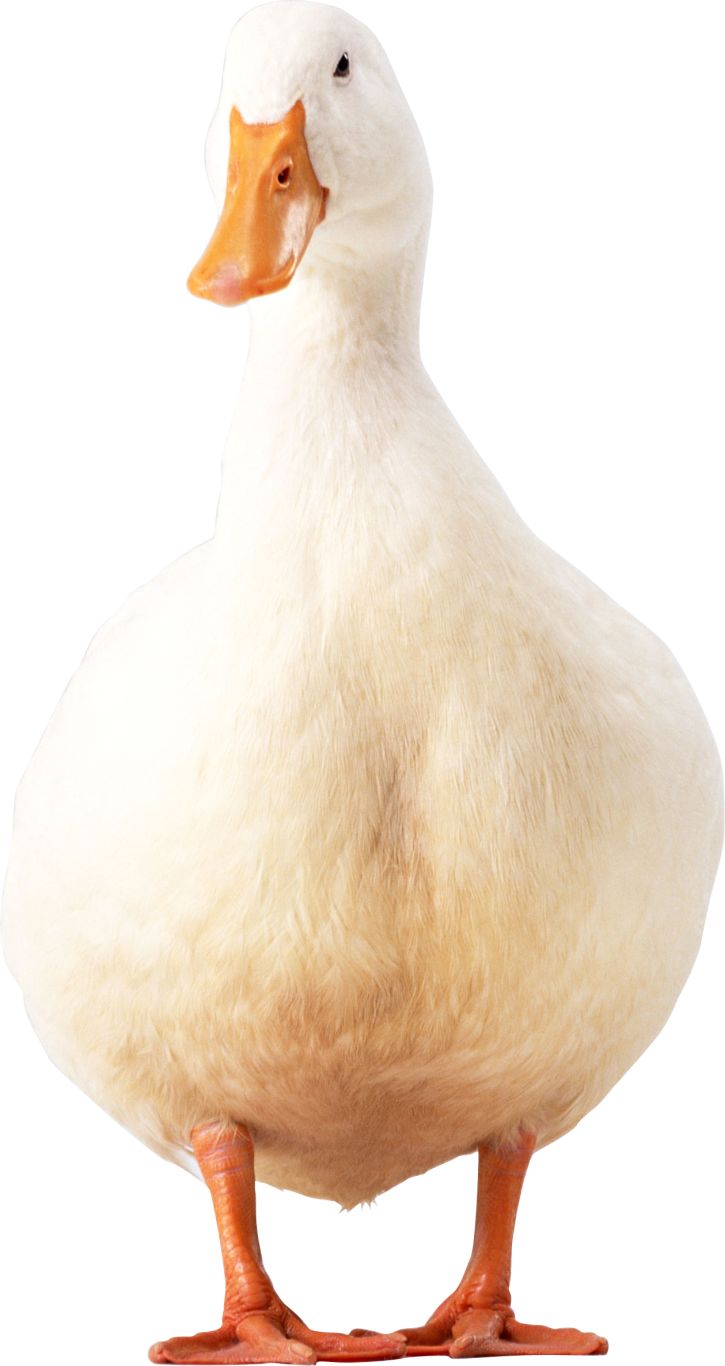 White duck PNG image    图片编号:5026