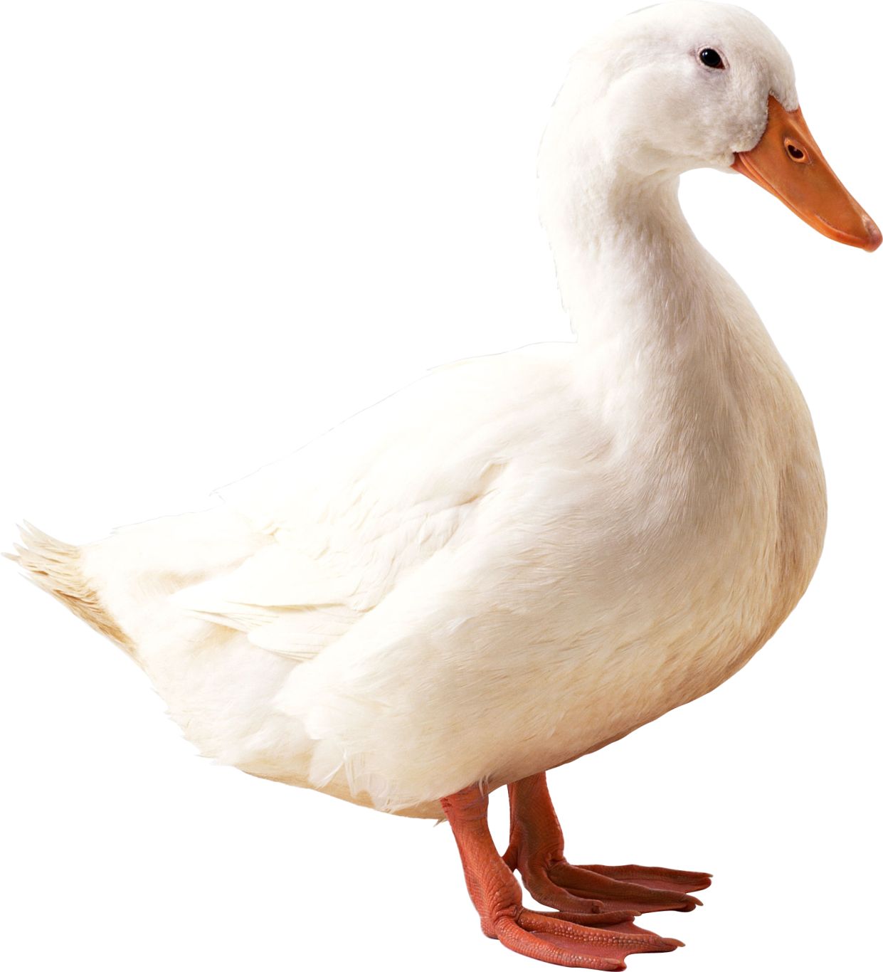 White duck PNG image    图片编号:5028