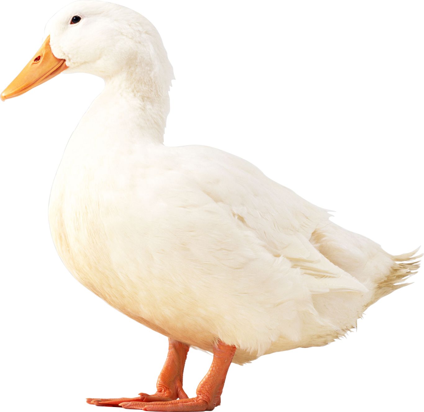 White duck PNG image    图片编号:5029
