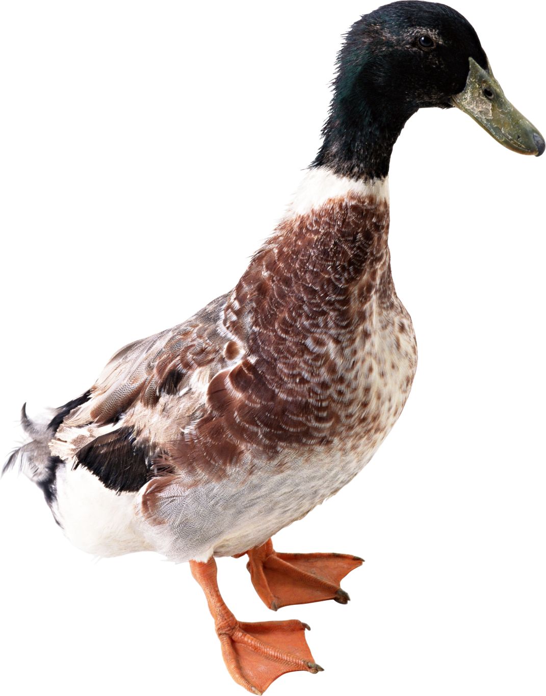 Duck PNG image    图片编号:5030