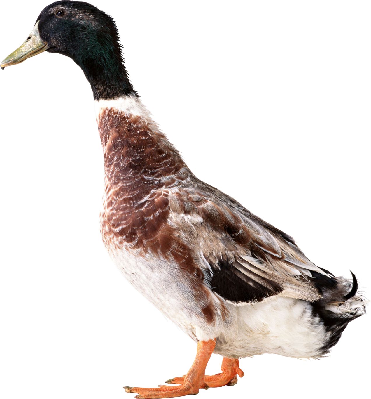 Duck PNG image    图片编号:5031