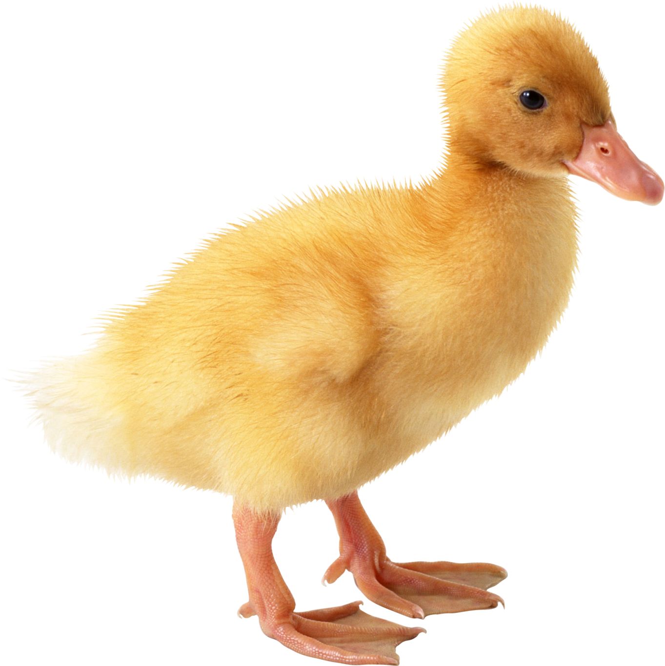 Little yellow duck PNG image    图片编号:5032