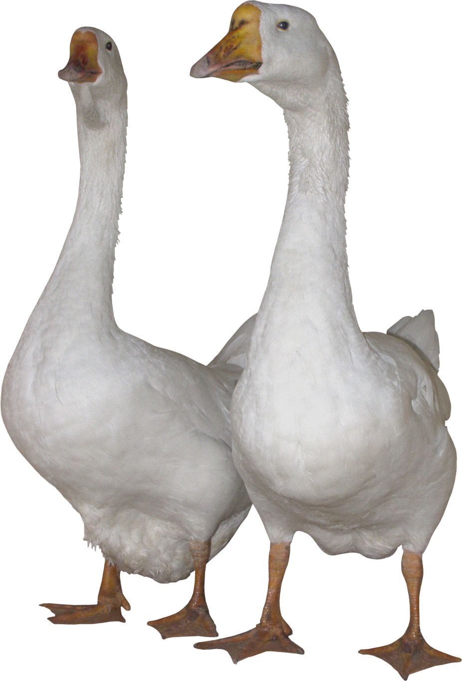 White gooses PNG image    图片编号:5033