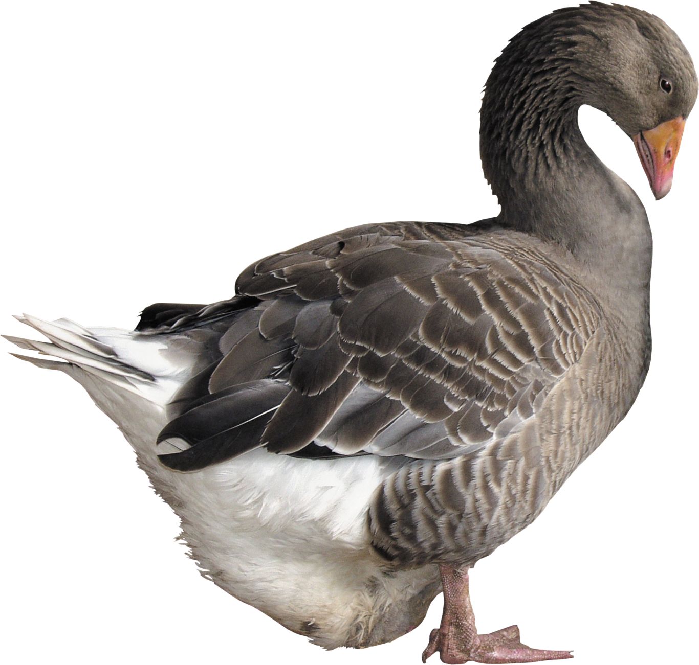Goose PNG image    图片编号:5034