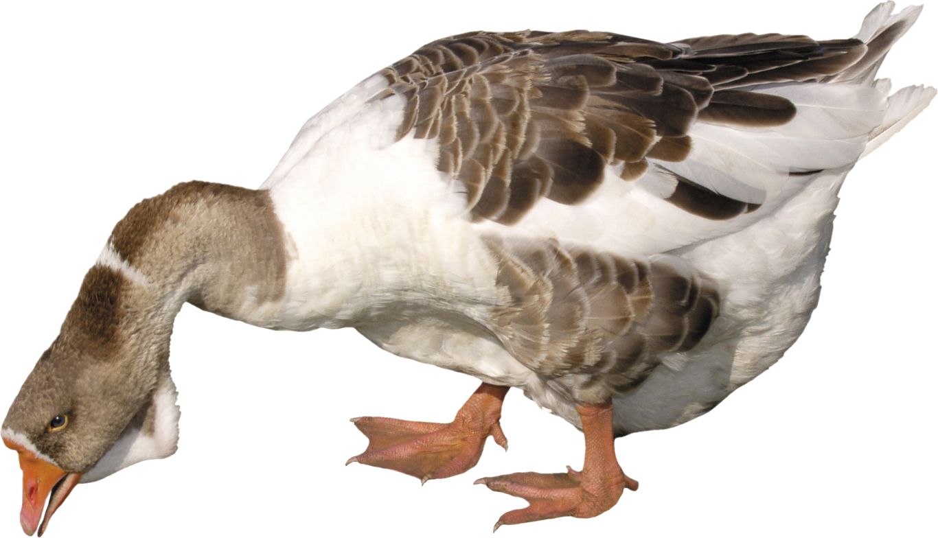 Goose PNG image    图片编号:5035