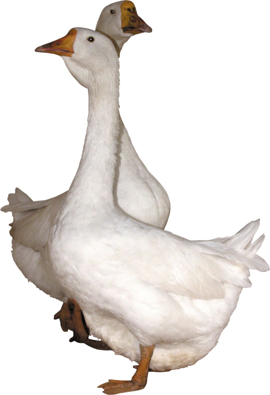 Goose PNG image    图片编号:5037