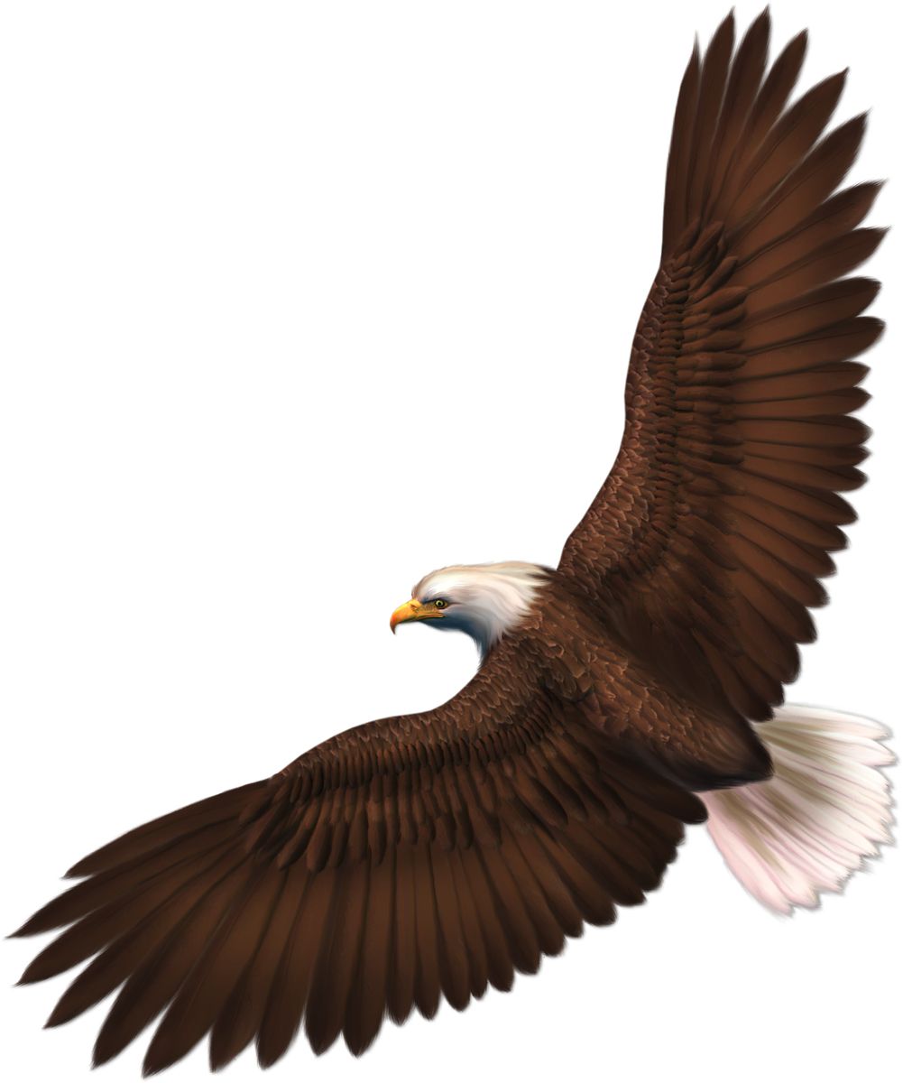 Eagle PNG image with transparency, free download    图片编号:1202