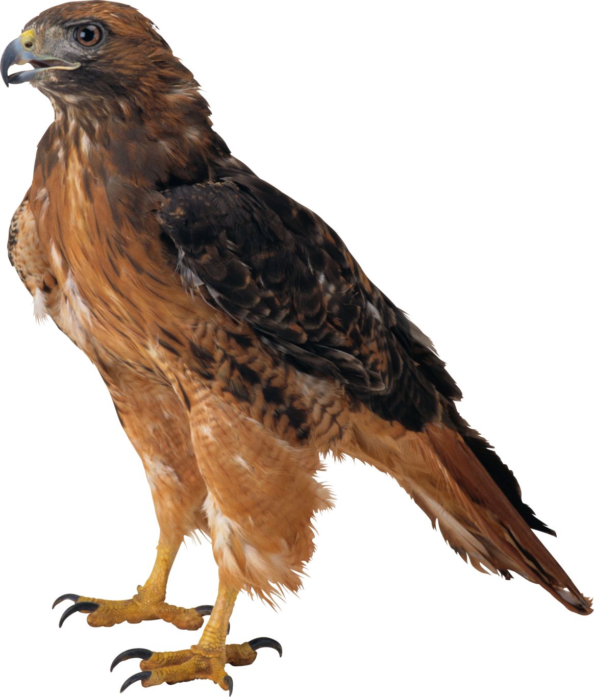 Eagle PNG image, free download    图片编号:1206
