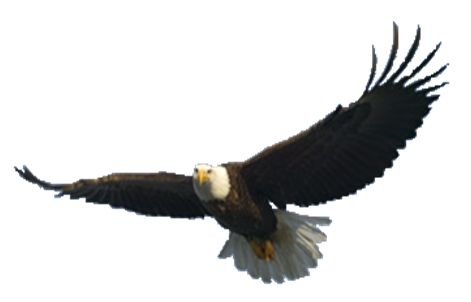 flying eagle PNG image, free download    图片编号:1209
