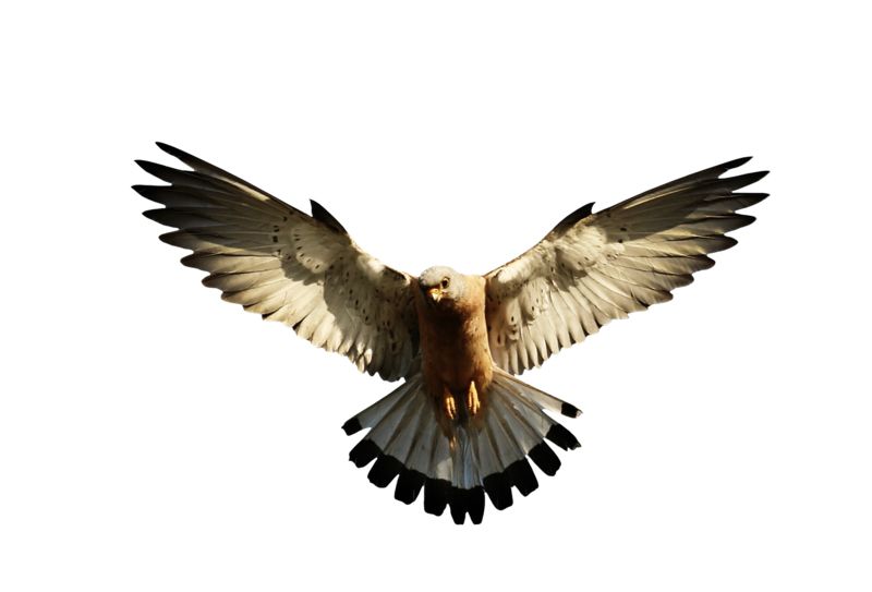 Eagle PNG image, free download    图片编号:1210