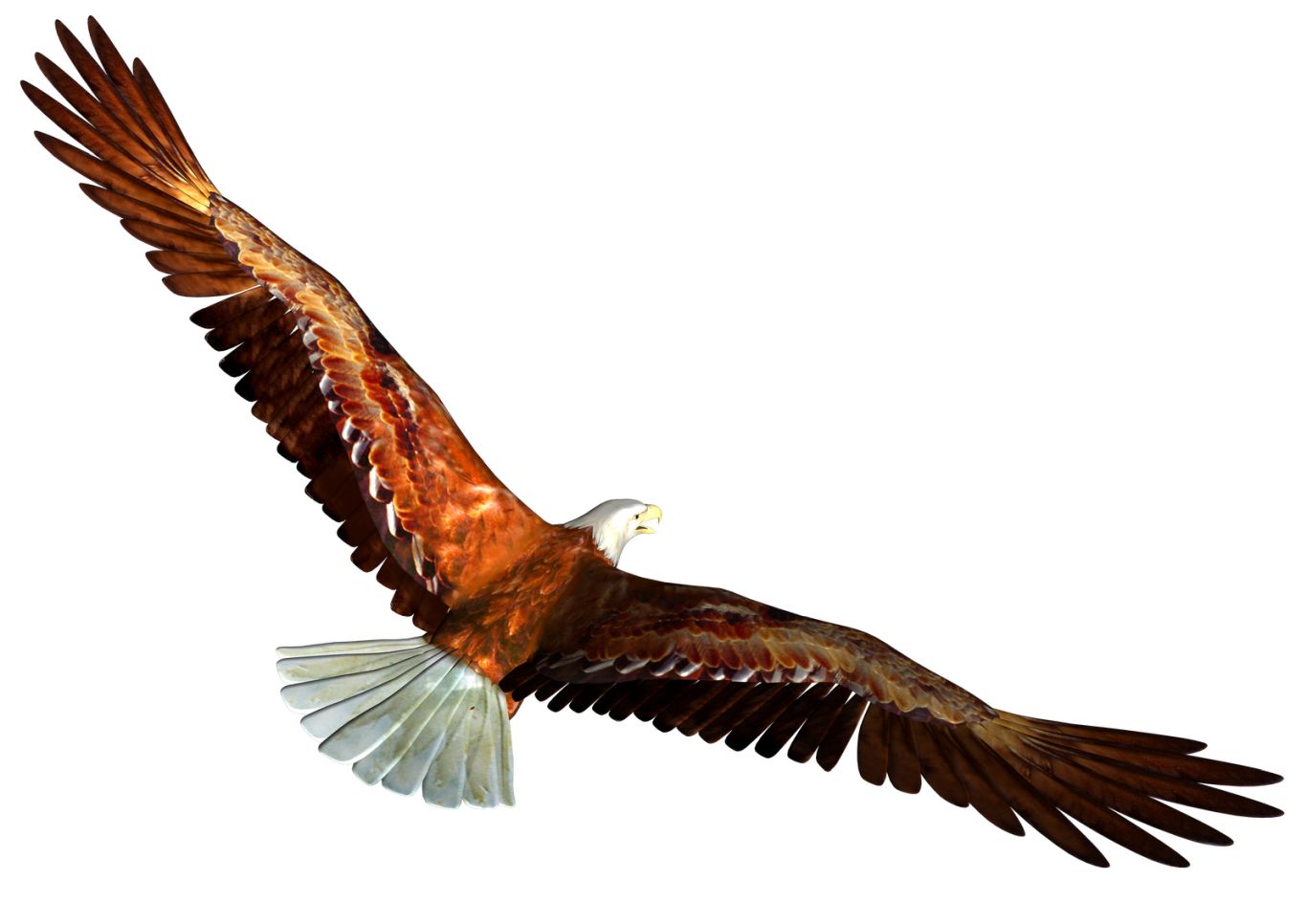 Eagle PNG image, free download    图片编号:1216