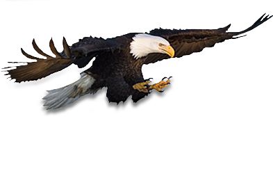 Eagle PNG image, free download    图片编号:1220