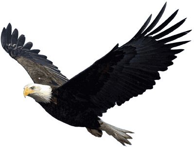 Eagle PNG image, free download    图片编号:1221