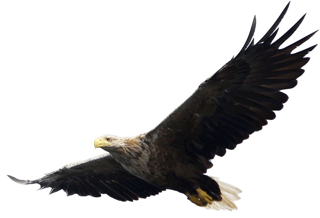 Eagle PNG image, free download    图片编号:1222