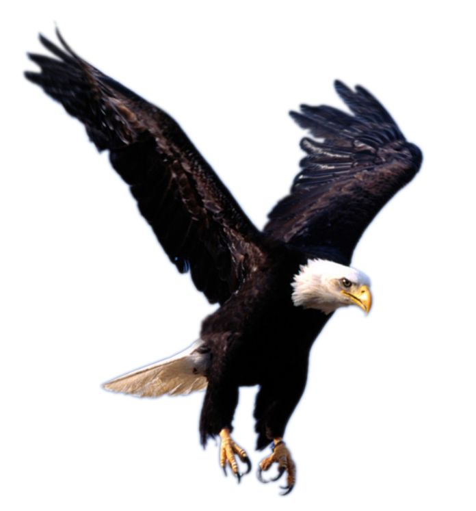 flying eagle PNG image, free download    图片编号:1224
