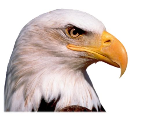 Eagle head PNG image, free download    图片编号:1229
