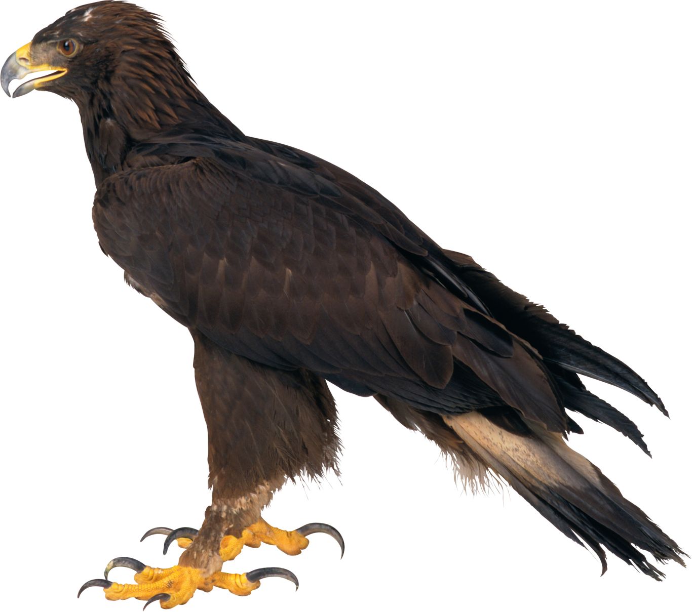 Eagle PNG image, free download    图片编号:1231